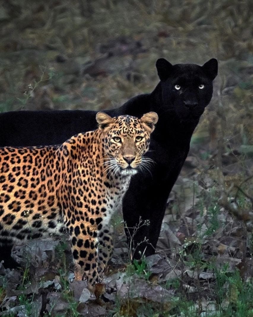 Anashi Tiger Reserve