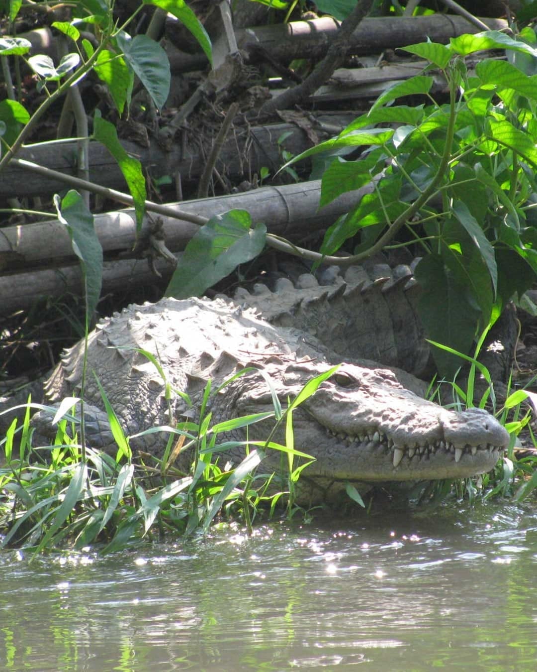 crocodile-park